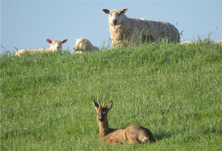 Rehbock Felix: Der mit den Schafen grast Anwohner beobachten Felix regelmäßig in der Schafherde. Normalerweise meiden Rehe von Schafen beweidete Flächen.