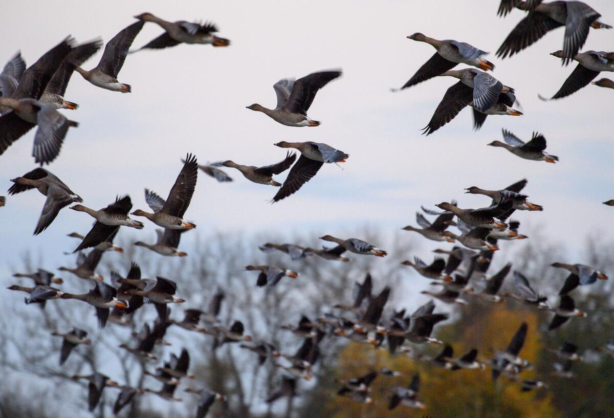  Gänse brechen von einem See im Drömling auf. 