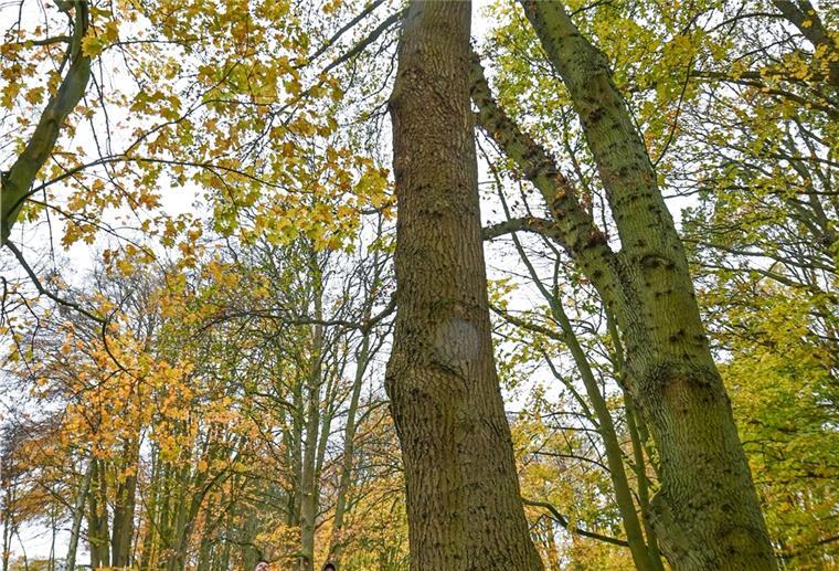 Nach Stürmen: Polizei warnt vor Gefahren in Wald und Parks Archivfoto aus dm Speckenbütteler Park. Hier drohen Spaziergängern aktuell Gefahren.