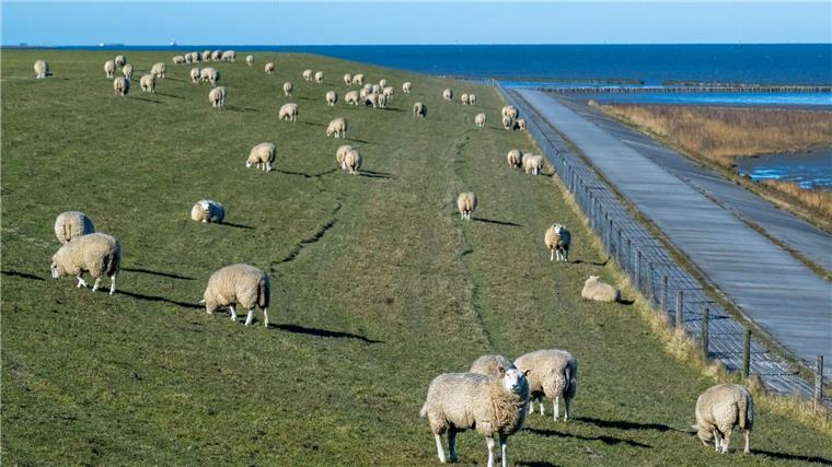 Auch an der Küste, etwa an den Nordseedeichen, gab es zuletzt Risse von Schafen durch Wölfe. (Archivbild)