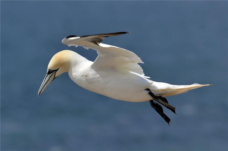 Helgoländer Vogeltage: Bis zu 400 Teilnehmer erwartet Auch Basstölpel können auf der Hochseeinsel Helgoland beobachtet werden.