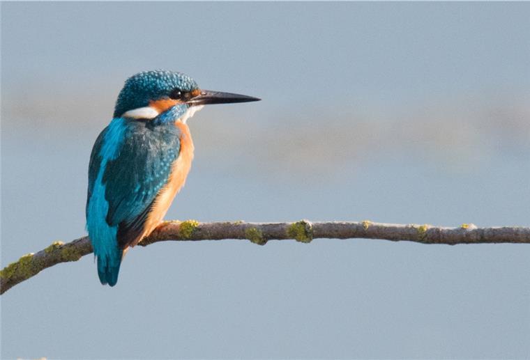 Bokel: Neues Naturschutzgebiet an der Billerbeck Auch der geschützte Eisvogel soll sich am Ufer der renaturierten Billerbeck wieder ansiedeln.