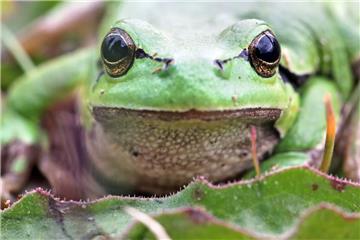 Auch der Laubfrosch leidet unter der Trockenheit. 
Foto: Jan Woitas/dpa 