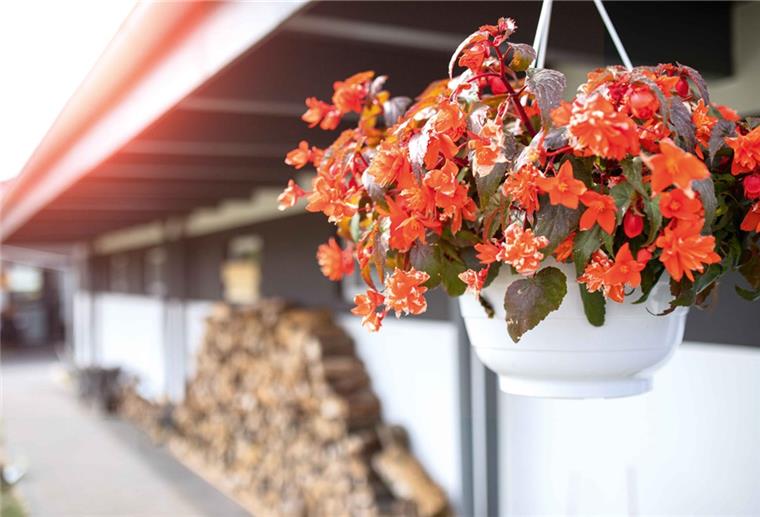 Wohngebiet erweitert: Große Freude bei Familien Mit unterschiedlichen Temperaturen kennt sich auch die Blumenampel von Familie Börstinghaus aus. Im Halbschatten trotzt sie den heißen Hundstagen.