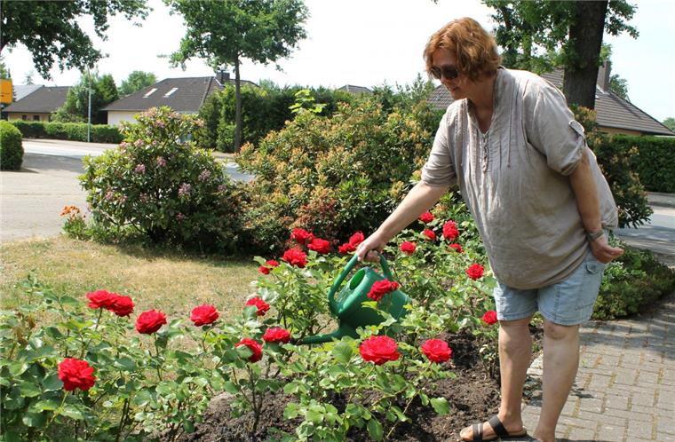 Zevener warten dringend auf weiteren Regen Auch die Rosen verlangen bei dem schwülheißen Wetter nach Wasser.