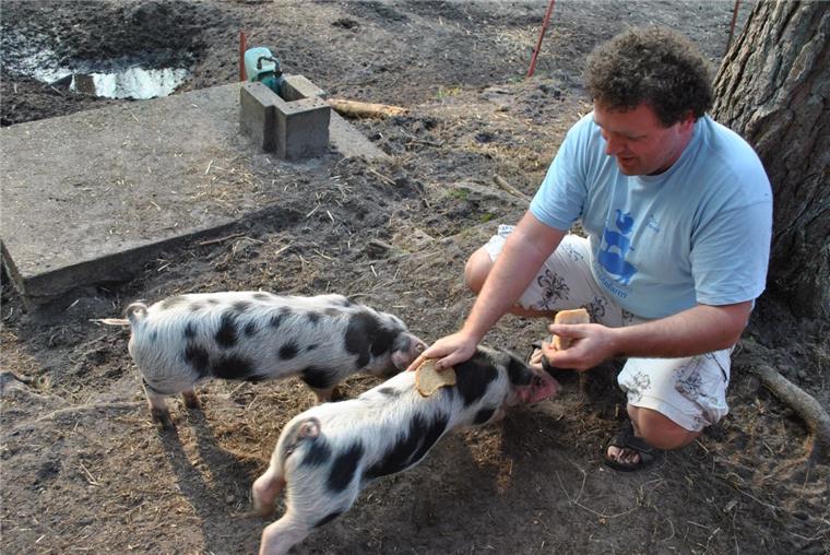 Zahl des Tages: 67 000 Auch die Schweine der Rasse Bunte Bentheimer werden auf der Dreptefarm gehalten.