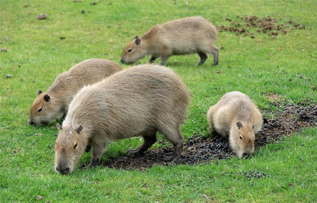 Auch die Wasserschweine präsentieren ihren Nachwuchs.