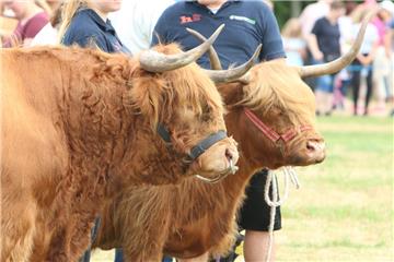 Auch diese Highland-Rinder waren bei der Tierschau zu sehen.