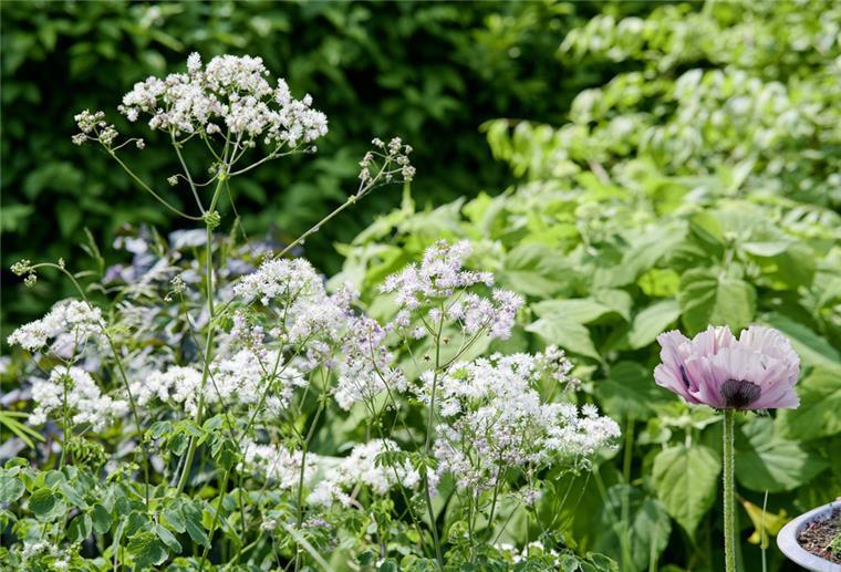 Sommersonnenwende: Nun beginnt im Garten die Wintervorbereitung Im Garten von Silke Burmeister in Steffenhagen (Landkreis Rostock) blühen die Sommerblumen im Juni bereits in voller Pracht.