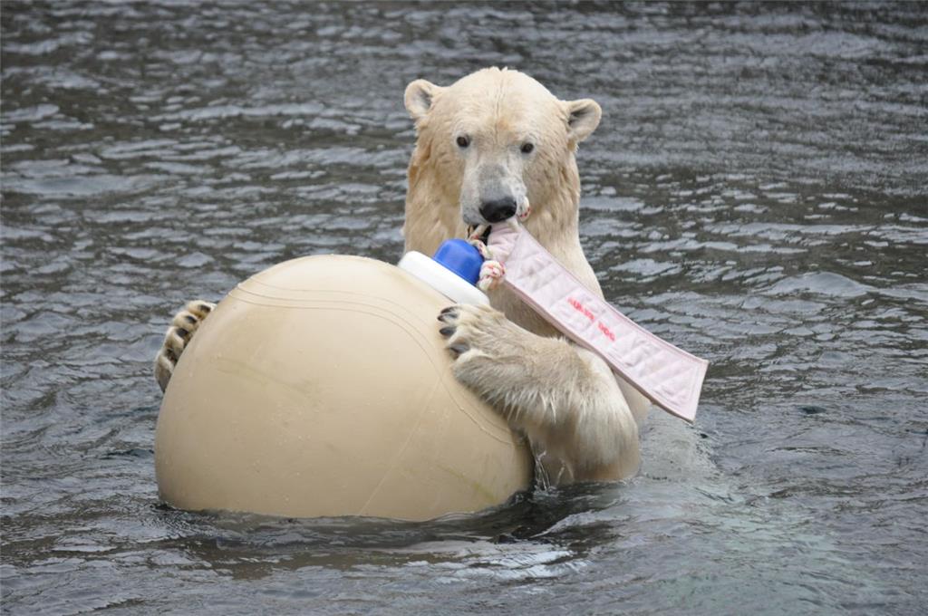 Auch Eisbär Lloyd vom Zoo am Meer kann nicht ohne seinen Ball.