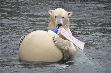 Auch Eisbär Lloyd vom Zoo am Meer kann nicht ohne seinen Ball.