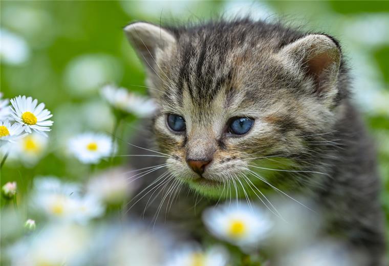 Sichere Nummer: Hunde und Katzen chippen und registrieren Ein wenige Wochen altes Kätzchen ist in einem Garten auf Erkundungstour
