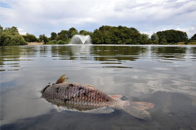 Zu heiß, zu wenig Regen: Wieder sterben die Fische Auch große tote Fische treiben der Tossenser Pütte.