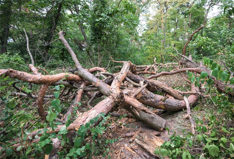 Trotz Energiekrise: Holzsammeln im Wald ist Diebstahl Herumliegende Äste und Baumstämme