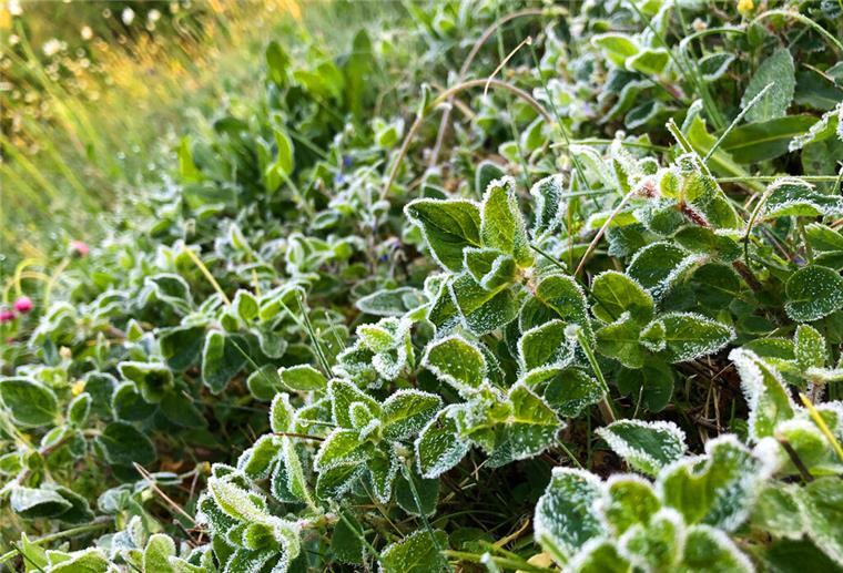 Eisheilige 2025 stehen vor der Tür: So verlässlich ist die Bauernregel wirklich Mit Frost überzogen sind diese Pflanzen nach einer kalten Nacht. Mitte Mai kann es noch einmal kalt werden - dann sind die Eisheiligen.