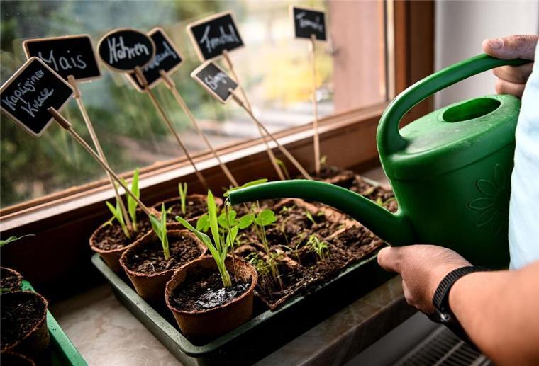Auch im Juni ist Pflanzzeit: Was jetzt noch in den Garten kann Auch im Juni lässt sich noch viel im Gemüsegarten machen.