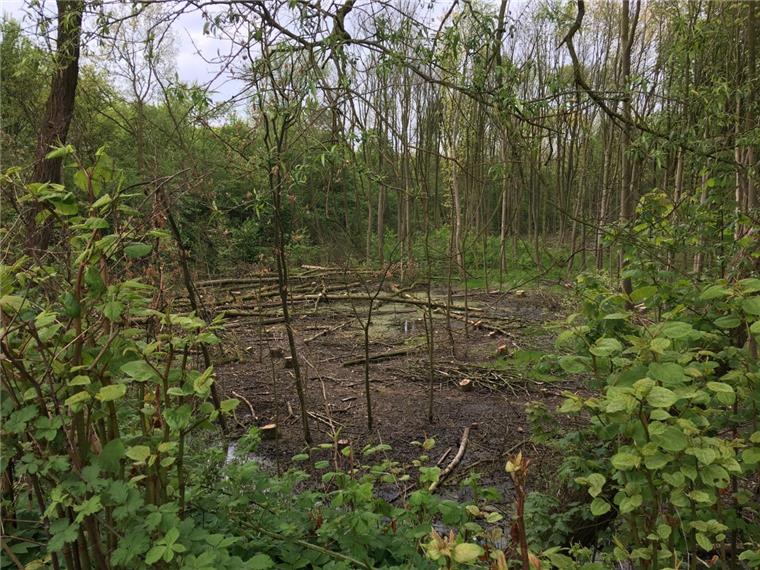 Wulsdorf: Bäume im Wasserwerkswald müssen Stromkabel weichen Auch im nördlichen Abschnitt des Wulsdorfer Wasserwerkswaldes mussten Bäume weichen.