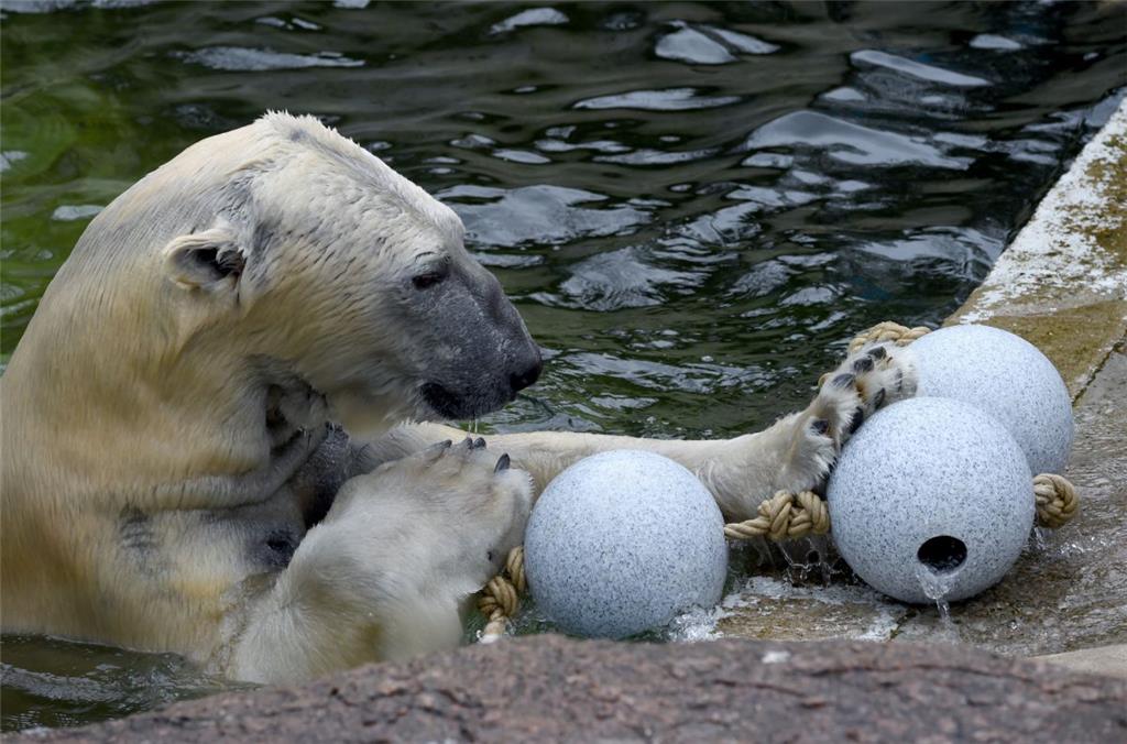Auch im schleswig-holsteinischen Neumünster spielt Eisbär Kap mit einer der robusten Kugeln.