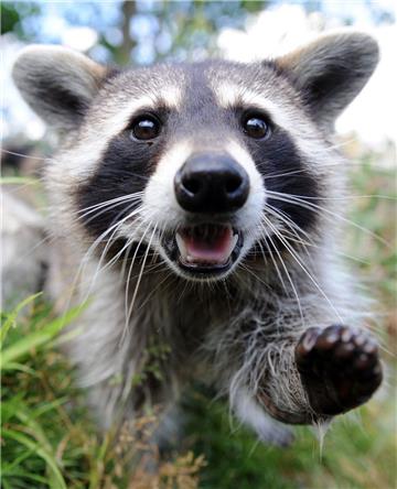 Auch in Bremerhaven ist der Waschbär mittlerweile heimisch geworden.
