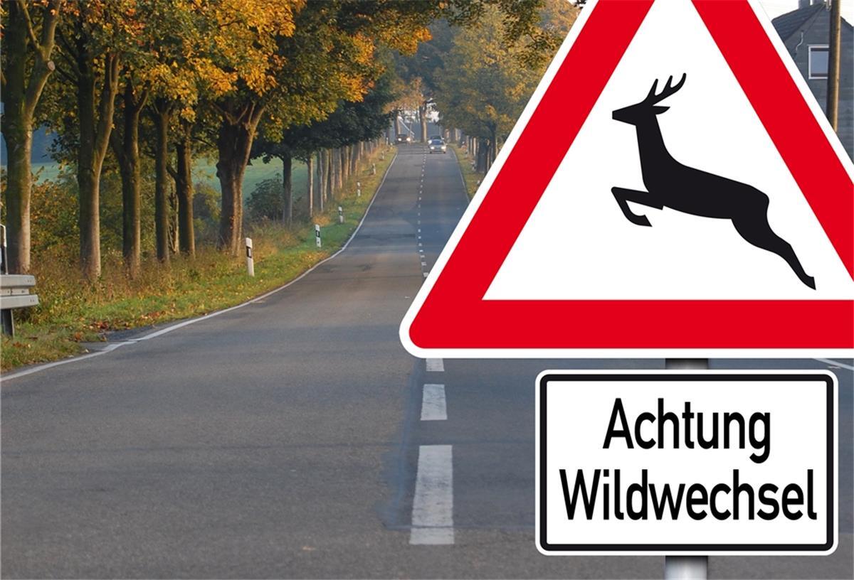 Bremerhaven: Reh stirbt nach Wildunfall Auch in der Stadt kann es zu Wildunfällen kommen.
