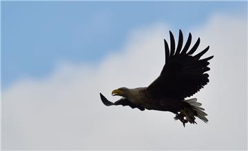 Auch in der Wesermarsch sind Seeadler wieder zu sehen