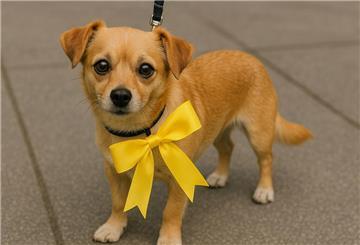 Ein kleiner Hund trägt eine gelbe Schleife. Auch in Deutschland sieht man immer mehr Hunde mit einem gelben Halstuch oder einer gelben Schleifen. 