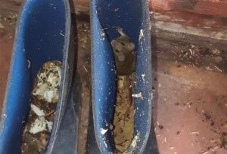 England: Geldstrafe für Mäusefreundin Eine Maus guckt aus einem Gummistiefel.