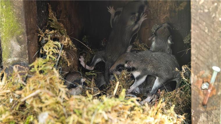 Gartenschläfer ist Gartentier des Jahres Auch in Nistkästen bauen die kleinen Tiere ihre Nester - wie hier im Harz. (Archivbild)
