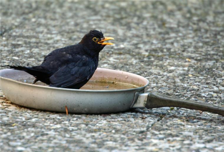 Zeven: Mit Tränken den Vögeln helfen Auch unkonventionelle Wasserstellen werden von Vögeln angenommen, dabei sollte aber sichergestellt werden, dass keine Insekten darin ertrinken können.