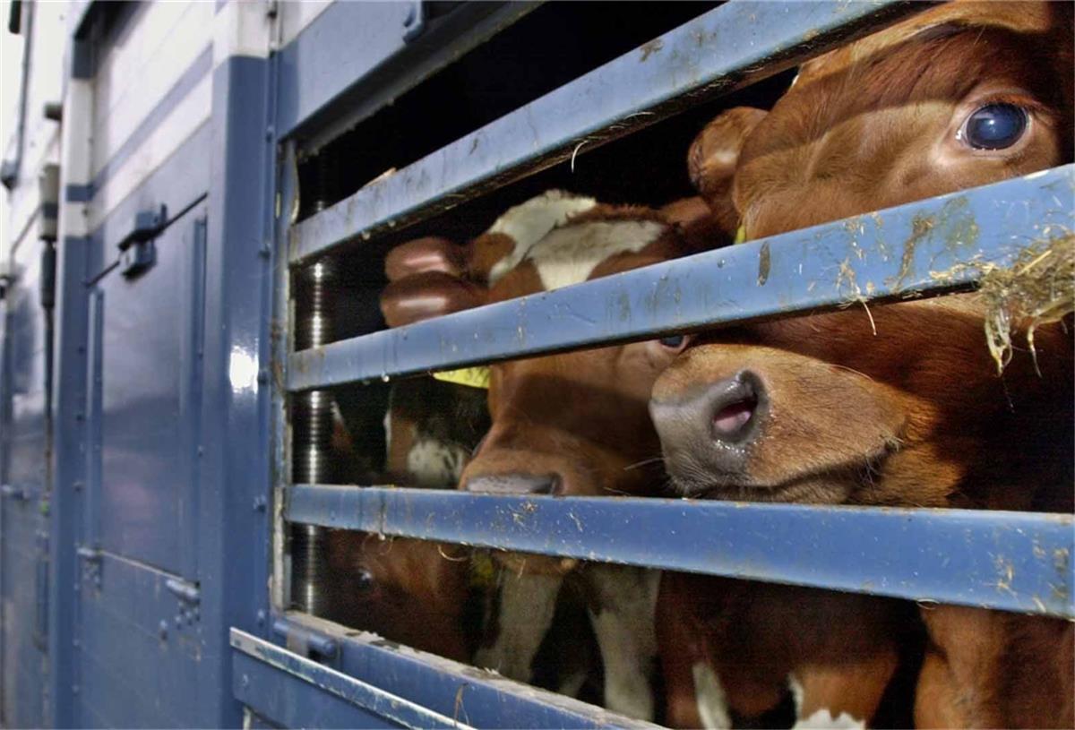 Auch Verstöße gegen die Tierschutzbestimmungen bei Tiertransporten sind angezeigt worden.