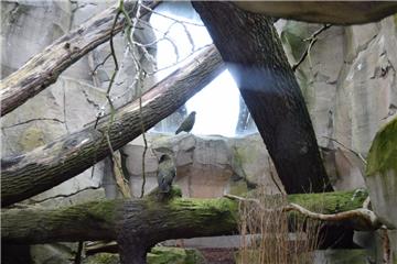 Auch Vögel gibt es im Zoo am Meer in Bremerhaven zu sehen.