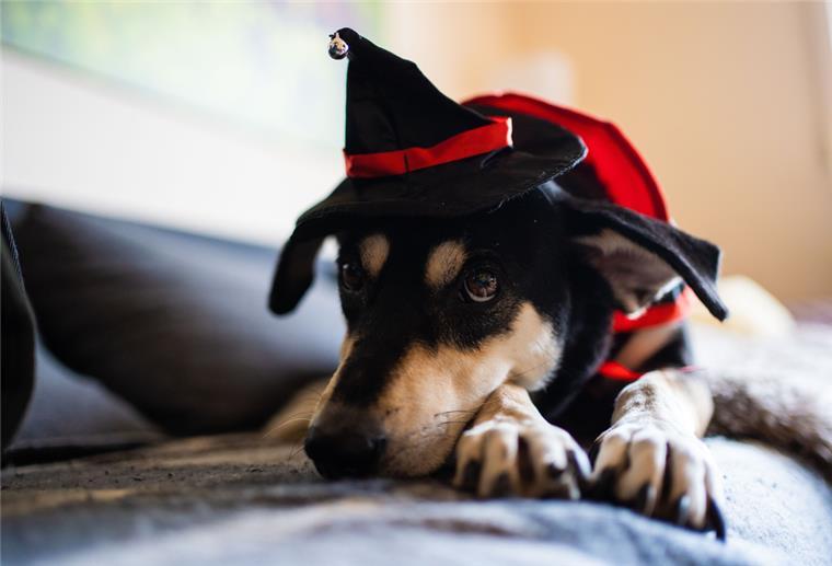 Der Hund mag keine Kostüme - auch nicht an Halloween