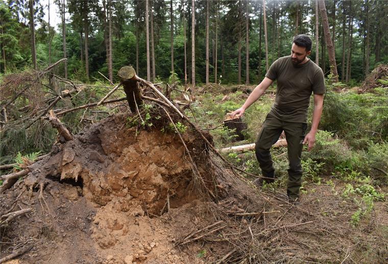 Cuxland: Der heimische Wald hat schwer zu kämpfen Umgefallene Fichte im Wald