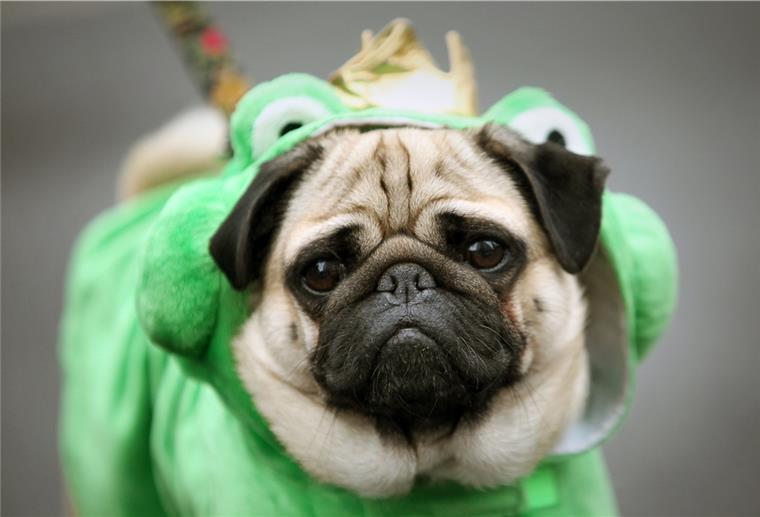 Tierschutzbund: Haustiere nicht wie Menschen anziehen Auch wenn dieser als Froschkönig verkleidete Mops zur allgemeinen Belustigung beiträgt, ist die Verkleidung nicht artgerecht.