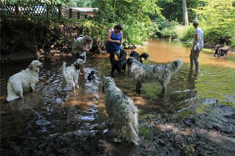 Tierschutzverein Rotenburg gibt Tipps, wie Haustiere die Hundstage überstehen Auch wenn in der Mehde nach der wochenlangen Trockenheit kaum noch Wasser fließt, so reicht es doch für Zwei- und Vierbeiner immer für eine kühle Erfrischung.