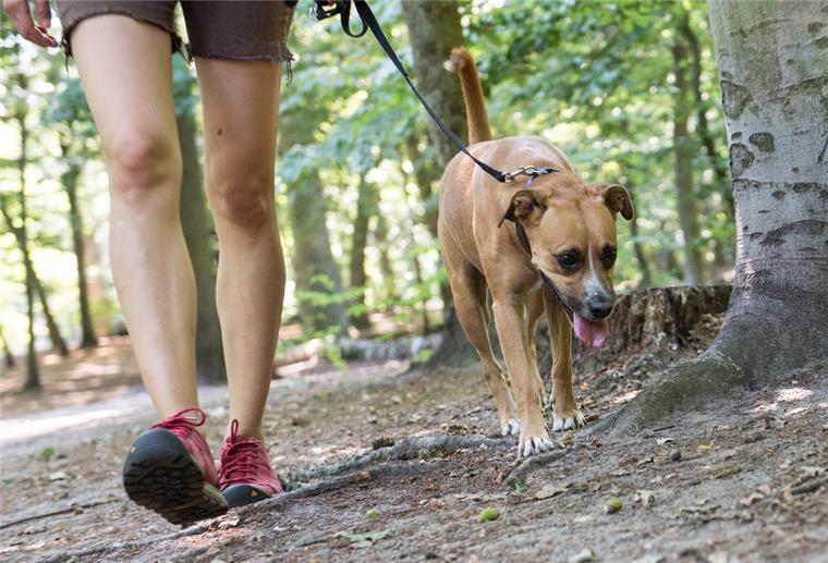 Wer haftet beim Gassigehen mit einem fremden Hund? Auch wenn jemand anderes als Herrchen oder Frauchen mit einem Hund spazierengeht: Besitzer sind für Schäden, die durch das Tier verursacht werden, haftbar.