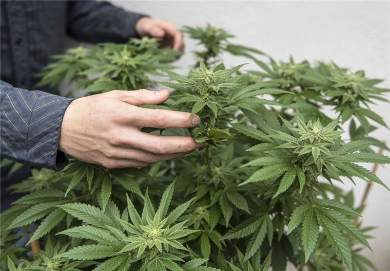 Nordenham: In Cannabisplantage gefegt - Ein Jahr Haft auf Bewährung Auch wer in einer Drogenplantage nur fegt, begeht eine Straftat.