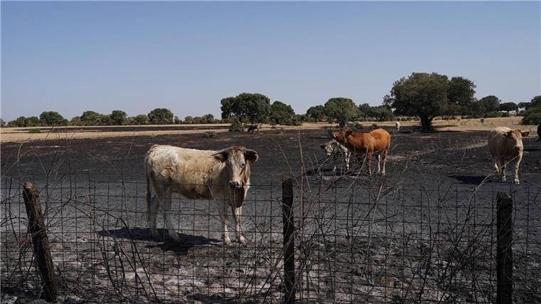 Auch Wild- und Weidetiere leiden stark unter den Waldbränden.