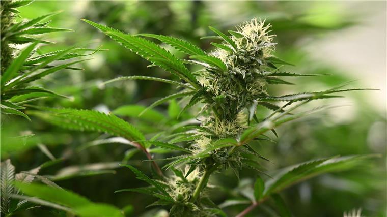 Cannabis-Plantage in Bad Lauterberg aufgeflogen Auch zwei scharfe Schusswaffen wurden bei der Durchsuchung entdeckt und beschlagnahmt. (Symbolfoto)