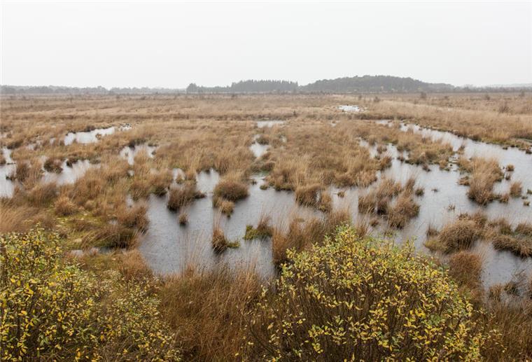 Eine Mooragentur für den Kreis Cuxhaven Ahlenmoor