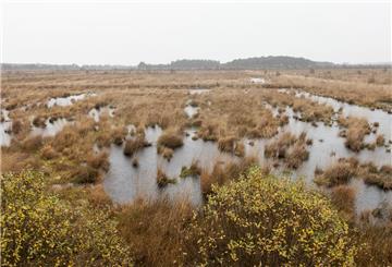 Ahlenmoor