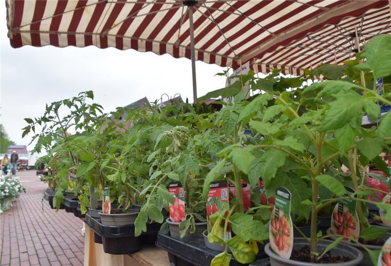 Die schönsten Pflanzen stehen im eigenen Garten Auf dem Nordenhamer Wochenmarkt werden zu dieser Zeit besonders viele Setzlinge von Gemüsepflanzen gekauft.