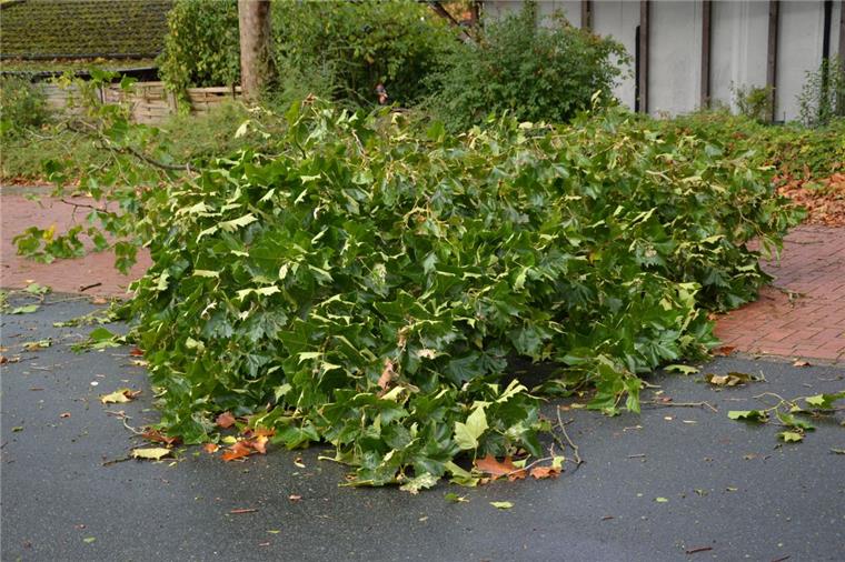 Auf dem Parkplatz Mittelteich in Zeven drohte ein Baum auf geparkte Autos zu fallen. Anwohnern gelang es rechtzeitig, ihre Fahrzeuge zu entfernen, bevor die ersten Äste auf das Pflaster krachten.