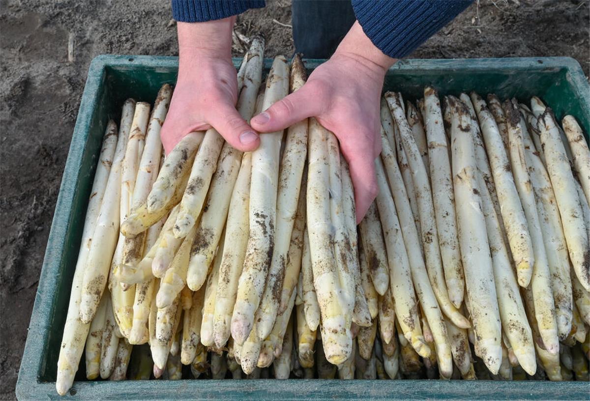 Auf einem Feld eines Spargelhofes liegen frisch gestochene Spargelstangen in einer Kiste