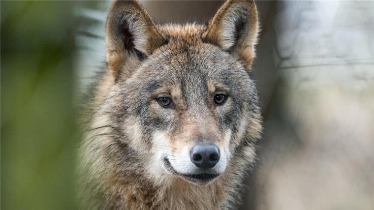 Wolf auf der A27 angefahren – Tier stirbt noch auf der Fahrbahn Aufnahme eines Wolfs. Am 11. März ist es zu einem Unfall zwischen einem Wolf und einem Auto auf der A27 zwischen Nordholz und Altenwalde gekommen. Das Tier verendete vor Ort.