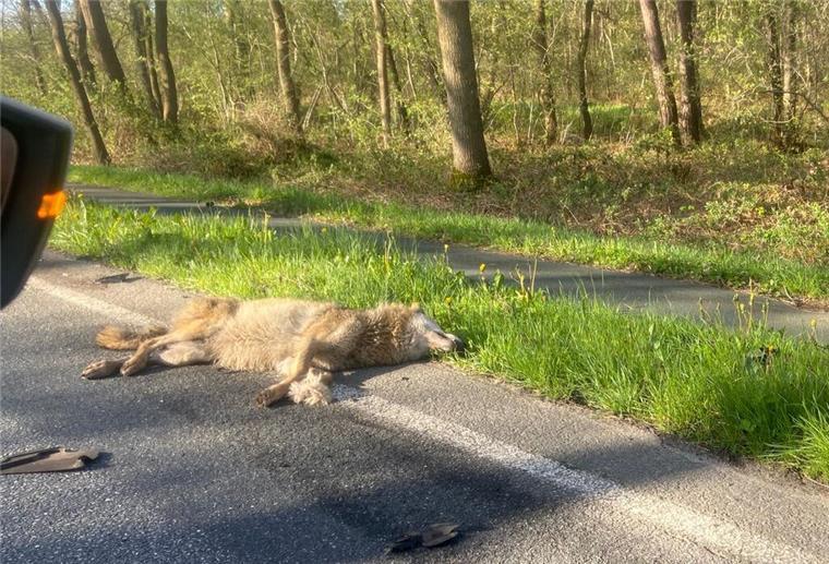 Bei Stotel: Wolf wird zweimal überfahren Auf der B6 zwischen Hahnenknoop und Stotel wurde am Sonntagmorgen ein Wolf überfahren. Das Tier wurde bei dem Zusammenstoß getötet.