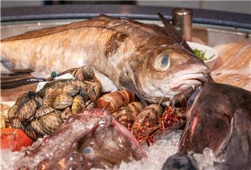 Auf der Fischparty gibt es zahlreiche Meerestiere zu sehen.