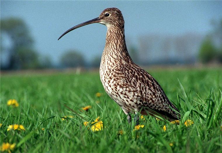 Nordenham: Seltene Brachvögel als Hindernis für neues Industriegebiet? Auf der Fläche des geplanten Industriegebietes rasten Brachvögel.