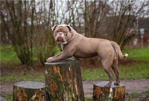 Auf der Freilauffläche in Burhave haben Hunde ihren Spaß. In Eckwarderhörne plant der TSB nun eine zweite Fläche in der Gemeinde zu errichten.