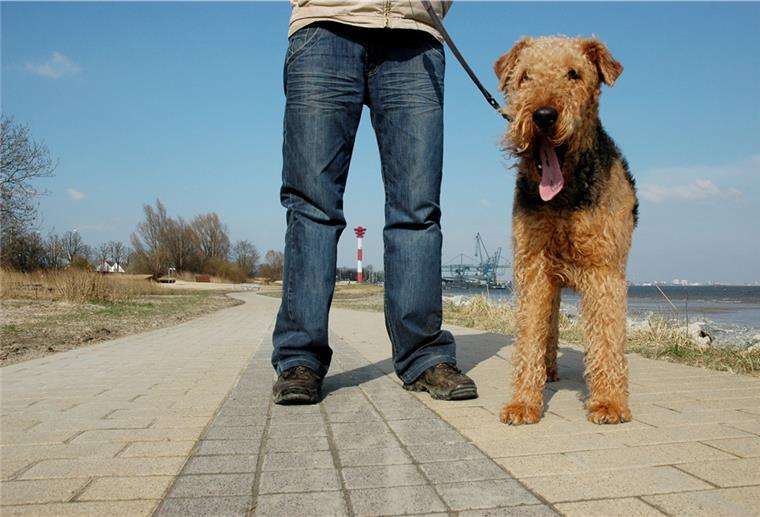 Nordenhamer Stadtrat verlängert Leinenpflicht für Hunde Auf der Nordenhamer Strandpromenade müssen Hunde an der Leine geführt werden. Und in vielen anderen Bereichen des Stadtgebietes auch.